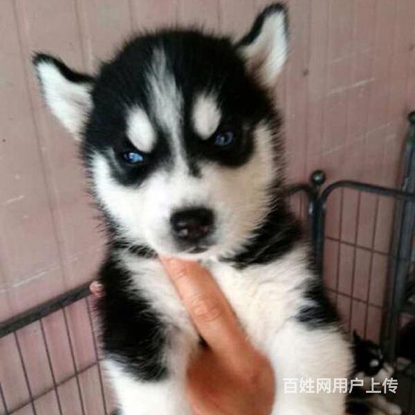 林芝正规哈士奇犬舍地点联系方式的图片
