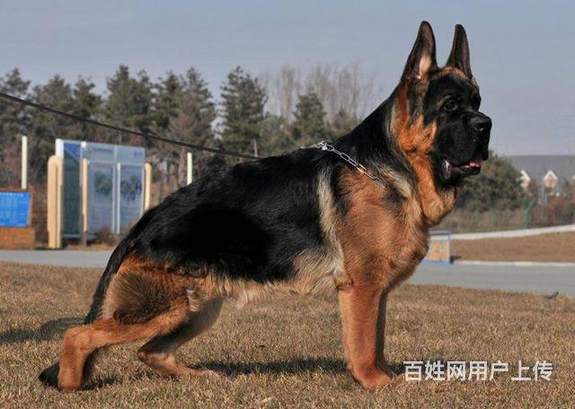 北京德国牧羊犬多少钱一只德国牧羊犬的优缺点德牧