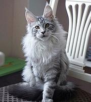 哪里有缅因猫卖的 缅因猫价格贵吗 疫苗齐全包健康