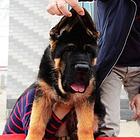 纯种德国牧羊犬 锤系德牧幼犬 大头德牧价格