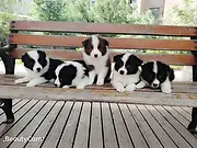 池州本地边牧犬犬舍，本地边牧犬在哪里