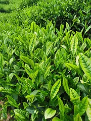 安吉白茶苗 扦头基地 茶苗直销 小戴白茶