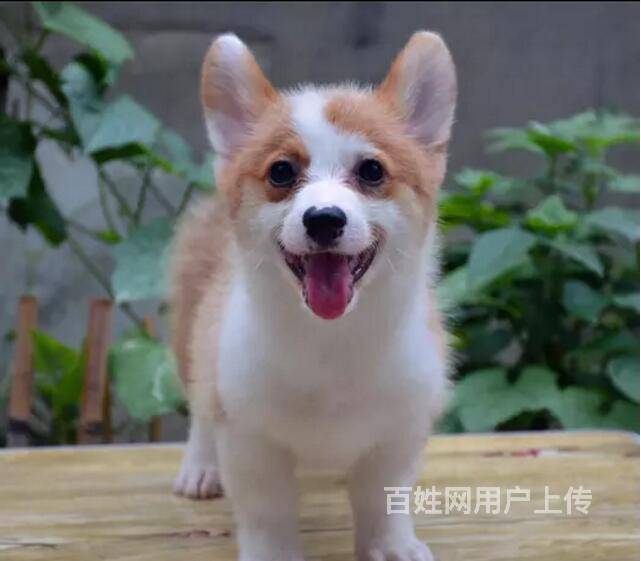 张家口柯基多少钱一只,哪卖纯种柯基,纯种柯基的价格