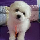 大庆【*推荐】比熊犬舍‖比熊养殖场