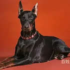 开封宠物猫托运价格