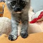 我家唐宝