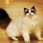 布偶猫海豹双色
