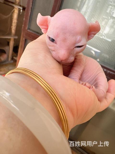 出售无毛猫幼崽，接受预定的图片