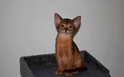 哪里有红阿比猫卖的 双血统阿比西尼亚猫多少钱