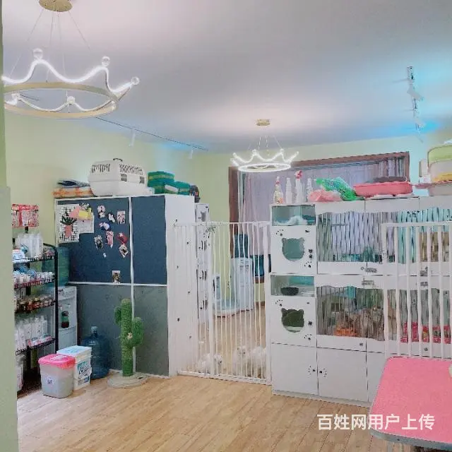 ZD金牛区旺铺猫舍店转让的图片