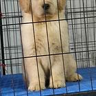 双血幼犬找新家