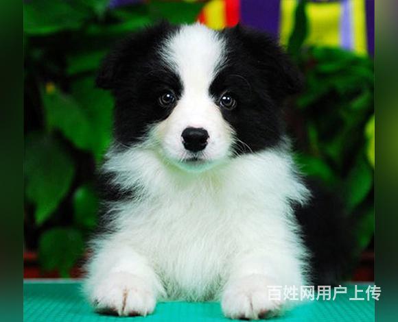 雅安血统边牧哪里有卖，血统边牧一般多少钱的图片