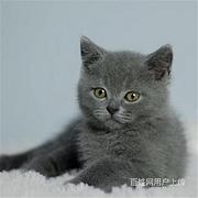 福建泉州纯种澳血蓝猫猫舍特惠