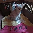 小猫