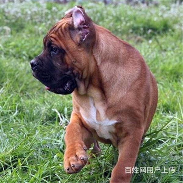 通辽哪有繁殖卡斯罗幼犬的，卡斯罗幼犬多少钱一只的图片