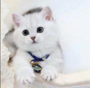 本地哪里有卖曼基康矮脚猫的 矮脚猫多少钱一只