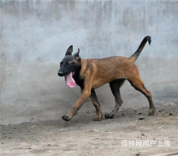 通辽哪有繁殖马犬幼犬的，马犬幼犬多少钱一只的图片
