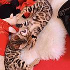 德阳孟加拉豹猫 疫苗齐全 温顺黏人 保证健康