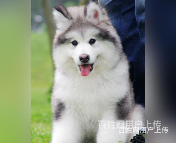 通辽正规法斗基地正规养殖法斗的图片