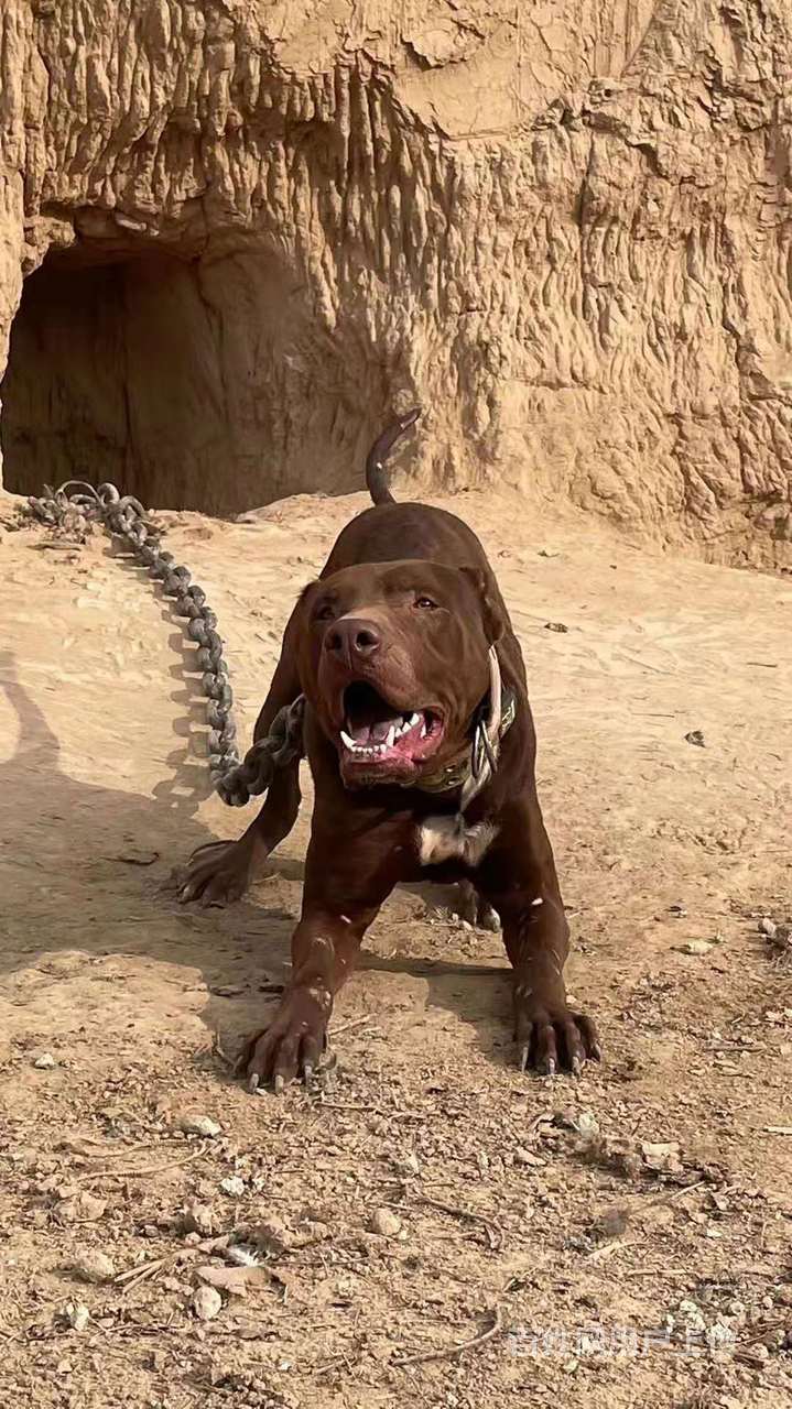 六安哪里有卖比特犬的比特犬价格