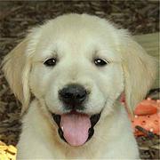 青岛金毛犬养殖户◆金毛犬多少钱一个