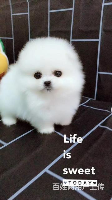 吐鲁番哪里有博美卖 博美犬舍信息的图片
