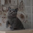 泰州现在卖蓝猫的哪家靠谱些，靠谱的卖蓝猫商户