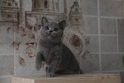 襄阳靠谱的卖蓝猫的商家 蓝猫一只价位