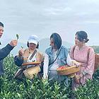 茶艺师职业技能等级证书：哪里考得更专业？
