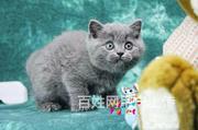广东江门纯种蓝猫一手出售