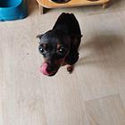小体鹿犬