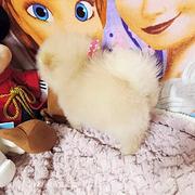 芜湖卖博美的养殖场，养殖场博美一般卖多少钱