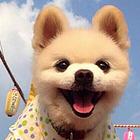 永州知名犬舍有博美出售 狗美价廉 包健康