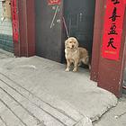双血金毛