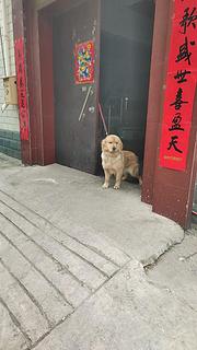 双血金毛
