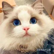 【金牌猫舍】吕梁波猫多少钱 波好看吗