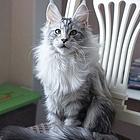 哪里有缅因猫卖的 缅因猫价格贵吗 疫苗齐全包健康