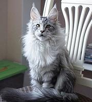 本地哪里有缅因猫卖的 缅因猫成年多重 包纯种健康