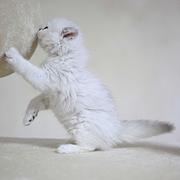 那曲纯种金吉拉猫舍 正规猫舍家庭式繁育
