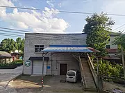 源自原产地直销 安吉白茶 黄金芽 小戴白茶
