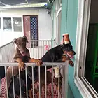 绍兴【*推荐】杜宾犬舍‖杜宾养殖场