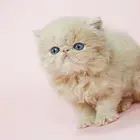 本溪地区卖加菲猫有几家，卖加菲猫的商家