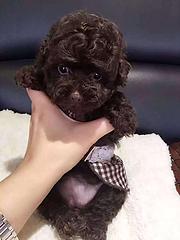 新乡哪里可以看到纯种泰迪犬  宠物狗一般多少钱