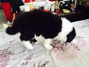 哈尔滨卖边牧的犬舍，犬舍边牧一般价位