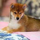 博尔塔拉哪里有高品质纯种柴犬幼犬出售 自家犬舍繁育