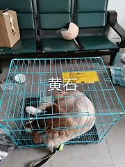毕节织金县宠物托运咨询（猫狗活体快递邮寄） （2023今日