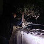 猫在楼层里跑丢了怎么找洛阳专业找猫团队分享找猫方法