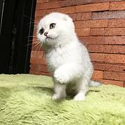 楚雄想买银渐层到哪里看靠谱，靠谱银渐层养殖户