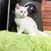 曲靖英短基地◆卖英短的地方
