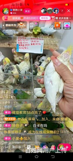 纯正手养鹦鹉出售，价格便宜的图片
